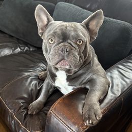 Chunks - French Bulldog