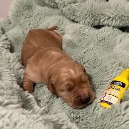 Yellow - Golden female Golden Retriever puppy in Lake City, Minnesota from Windcliff Goldens