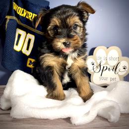 Black Bear - Black and gold male Yorkshire Terrier puppy in Redford Township, Michigan from Sweet and Sassy Pups