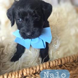 Nalo - male Cavapoochon puppy in Bullard, Texas from Cavapoochon Central LLC
