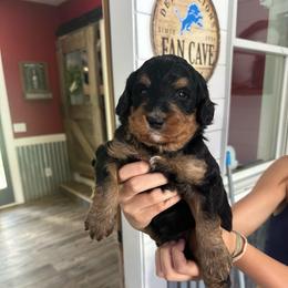 Grey - Phantom male Bernedoodle puppy in Cedar Springs, Michigan from Pecks Oodle Doodles