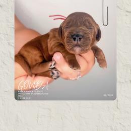 Gouda - Apricot male Goldendoodle puppy in Garden Grove, California from Sunkissed Doodles