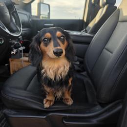 Peach - Dachshund