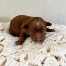 Orange - Red male Australian Labradoodle puppy in Auburn, Washington from West Valley Labradoodles