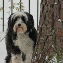 Tibetan Terriers from Teasia’s Tibetan Terrier