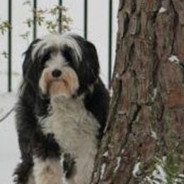 Tibetan Terriers from Teasia’s Tibetan Terrier