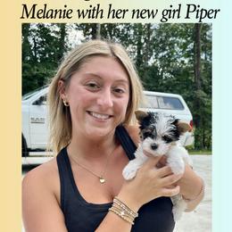 Biewer Terrier and Yorkshire Terrier Puppies from Southeast Biewers