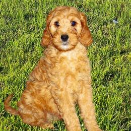 Bernedoodle and Goldendoodle Puppies from Sutton Place Poodles and Doodles