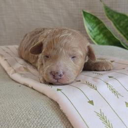 Female 2 - Apricot female Goldendoodle puppy in Mohnton, Pennsylvania from Stony Meadow Puppies