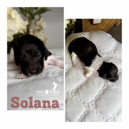 Solana - Black and tan female Dachshund puppy in Kemp, Texas from Koli Acres