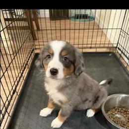 Border Collie puppies from Lil Maine Border Collies