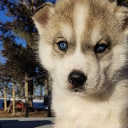 Attila - Gray and white Siberian Husky puppy in Mccool Junction, Nebraska from Sininger Lagoon