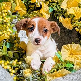 Banks - White and tan male Russell Terrier puppy in Sandown, New Hampshire from Patch Wood Irish Jacks