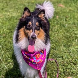 Collies from Puppy Dog City