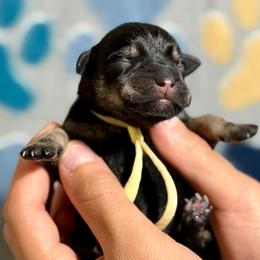 Joy - Black and silver female Miniature Schnauzer puppy in Frankford, Delaware from Miniature Schnauzers of Delmarva