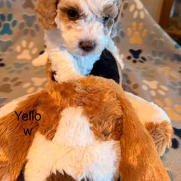 Yellow - Parti male Assorted Doodle Crosses puppy in Mt Pleasant, Texas from Hippdoodranch