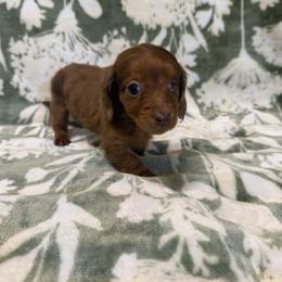 Truffle - Dapple female Dachshund puppy in Pollok, Texas from Magnolia Kennels