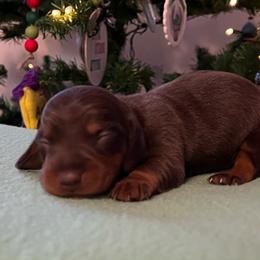 Olive - Chocolate and tan Dachshund puppy in Clifton, Idaho from Diamondline Doberman