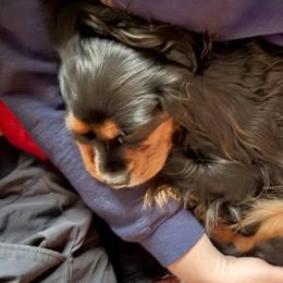 Cavalier King Charles Spaniels from Cavaliers of Ranchwood Acres