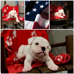 Bulldog Puppies from Pitts Kennel