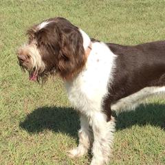 Spinoni Italiani from CrossRoads Spinoni