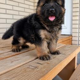 Onyx - Black and red male German Shepherd puppy in Herriman, Utah from VMS Shepherds