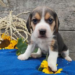 Snoopy - Black tan and white male Beagle puppy in Colville, Washington from Rosehaven Homestead