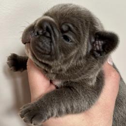 Rocket - Blue male French Bulldog puppy in Greenfield, Missouri from Hope Mountain French Bulldogs
