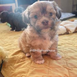 Boy1 - Gold male Havanese puppy in Batesville, Arkansas from Hillbilly Havanese