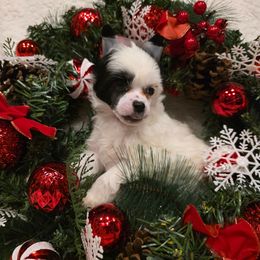 Frosty - White and black male Chinese Crested puppy in Utah from Mlee puppies