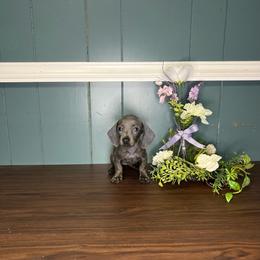 Luna - Gray (blue) female Dachshund puppy in Wellborn, Florida from Azalea Acres Mini Doxies
