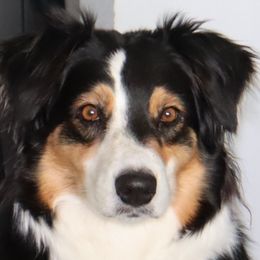 Breeze - Australian Shepherd