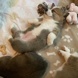 Pembroke Welsh Corgi Puppies from Anita’s little Corgi Haven