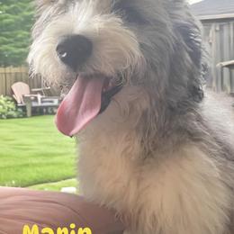 Marin - Aussiedoodle puppy from Kiki’s Doodles