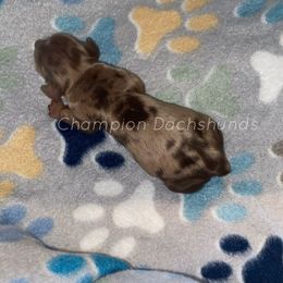 Brisket - Dapple male Dachshund puppy in Liberty Hill, Texas from Champion Dachshunds