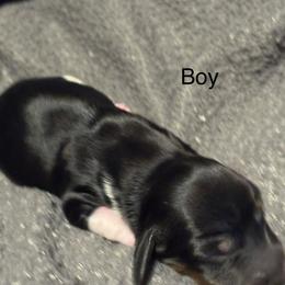Boy Black - Piebald male Dachshund puppy in Smyrna, Tennessee from Southern Select Dachshunds