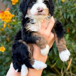 Payson - Tri-color female Bernedoodle puppy in Gilbert, Arizona from 5280 Bernedoodles
