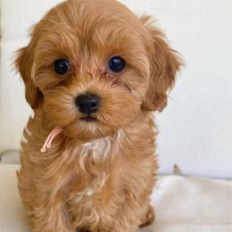 Reese's - Red female Cavapoo puppy in Van Alstyne, Texas from Home Grown Puppies