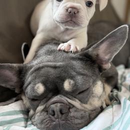 French Bulldog Puppies from DaSilvas Estrella AKC