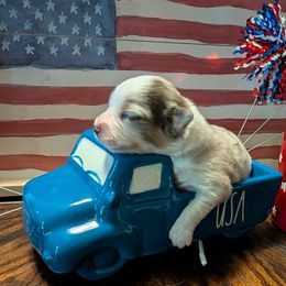 Liberty - Red merle female Miniature Australian Shepherd puppy in Bryan, Texas from T6 Mini Aussies