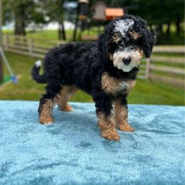 Cooper - Tri-color male Bernedoodle puppy in Sugarcreek, Ohio from Cuddly Companion Doodles