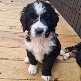 Jenny - Black and white female Bernedoodle puppy in Lafayette, Alabama from Williams Lake Doodles