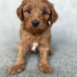 Buttercup - Red female Cavapoo puppy in Aiken, South Carolina from Cavapoos of the Carolinas