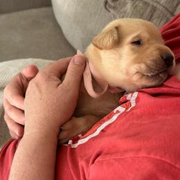 Rose - Yellow female Labrador Retriever puppy in Rock Hill, South Carolina from North Star Retrievers