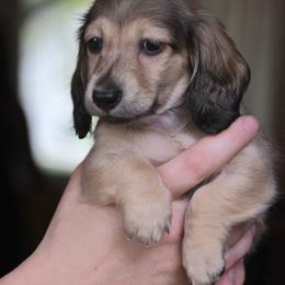 Zipper - Cream male Dachshund puppy in Lowell, Indiana from IvoryForge Dachshunds