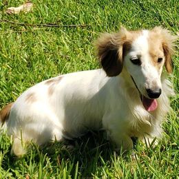 Dachshunds from Rising Sun Farm and Ranch