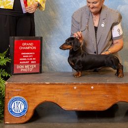 Punch - Dachshund