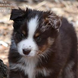 Solstice - Red tri male Miniature Australian Shepherd puppy in Patterson, North Carolina from DreamLine Aussies