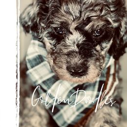 Goldendoodle Puppies from Merced Doodles