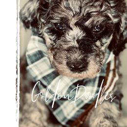 Goldendoodle Puppies from Merced Doodles